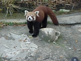 Red Panda 1